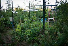 One of the warmed plots where trees have been logged as part of the experiment (photo: Benjamin Schwarz).