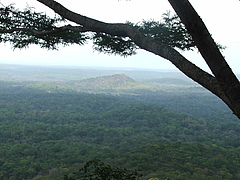 An intact East African coastal forest patch near the Selous Game Reserve. Photo: Chris Barratt