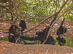 Chimpanzees living in the savanna and grass savanna have adapted their behavior to their difficult living conditions: To protect themselves from overheating, they use water sources for taking a bath. photo: Erin Wessling