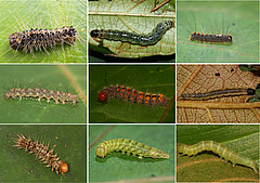 A selection of caterpillars associated with New Guinean figs.