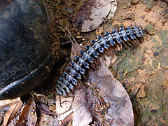 Meet the tropical arthropods – the shoe of researcher Andrew Barnes and a good-sized tropical diplopod that crossed his path in Sumatra’s rainforest remnants (picture: Malte Jochum).