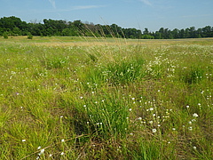 Das Hohe Bartgras (<em>Andropogon gerardii</em>) ist auf den Grassteppen Nordamerikas weit verbreitet. (Bild: Adam Clark)