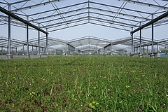 Test plot with extensive grassland use in the GCEF field experiment overseen by the Helmholtz Centre for Environmental Research (UFZ) in Bad Lauchst&auml;dt. The roof structures simulate future climate conditions such as summer drought and warming (Picture: Marie Sünnemann)