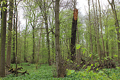 Der Leipziger Auwald geh&ouml;rt zu den gr&ouml;&szlig;ten Auwaldbest&auml;nden Mitteldeutschlands. Doch Trockenheit, Klimawandel und menschliche Eingriffe machen ihr zu schaffen. (Bild: Tabea Turrini / iDiv)