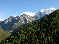 Wenn man direkt im Wald um Yading (Nyid&ecirc;n), China steht, mag einem die Anzahl an Arten in der n&auml;heren Umgebung nicht besonders hoch erscheinen. Der Charakter des Waldes &auml;ndert sich jedoch schlagartig wenn man sich bergauf, bergab oder ins n&auml;chste Tal bewegt. (Bild: Adrien Favre/Senckenberg)