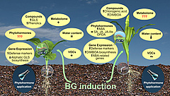 Inducible defense responses