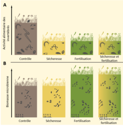 Illustration 3 : Qu’avons-nous trouvé ? (A) La sécheresse, l’utilisation d’engrais et la combinaison des deux ont fortement réduit l’activité alimentaire des invertébrés du sol. (B) Les microorganismes du sol n’ont pas été dérangés par