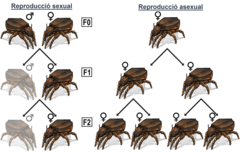 Figura 2: Creixement poblacional previst per a poblacions sexuals i asexuals.