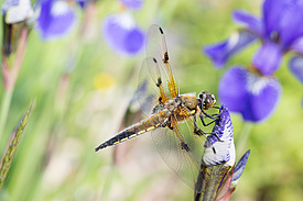 Libellula quadrimaculata (c) Yuanyuan Huang 