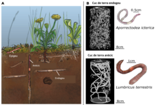 Figura 1: (A) - Els tres grups principals de cucs de terra: epigeus, anècics i endogeus. Crèdits de la il·lustració: www.lesbullesdemo.fr. (B) Reconstrucció 3D per radiografia dels sistemes de galeries d'una espècie de cuc endogeu anomenada cuc gris