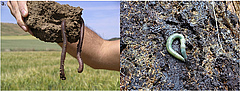 (left) Scherotheca gigas is an earthworm often found in France and Spain (Photo: Iñigo Virto). (right) Aporrectodea smaragdina is found in the Alps and eastern Europe (Photo: Michael Steinwandter).