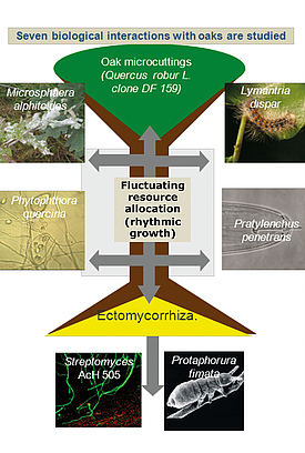 TrophinOak-Plattform: Biotische Interaktionen mit Eiche DF159 (Foto: UFZ) TrophinOak-Plattform: Biotische Interaktionen mit Eiche DF159 (Foto: UFZ)