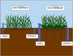 चित्र १: उच्च जैविक विविधता भएका माटो प्रणालीहरुमा जरा प्रणालीहरु बीचको पूरकताले थप प्रभावकारी
