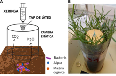 Figura 3: (A) Una cambra experimental es pot utilitzar per mesurar les emissions de gasos d'efecte hivernacle en ambients naturals. Els gasos produïts pels bacteris s'acumulen a la cambra segellada i després se’n agafa una mostra amb una xeringa a tra