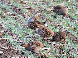 Rebhühner auf Feld mit Stoppeln aus der vorherigen Kultur. Foto: H. Laußmann