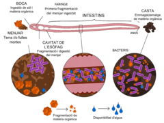 Figura 2: La matèria orgànica passa pel tracte digestiu dels cucs de terra, es trenca en peces més petites, es digereix i la resta surt com excrements anomenats castes.