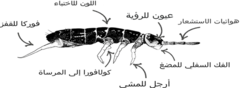 الشكل 3 - ما هي أجزاء القافزة؟ هذه الرسمة التوضيحية لقافزة تم إعدادها بواسطة عالم التصنيف ميخايل بوتابوف، الذي وصف أكثر من 200 نوع جديد من قفاز