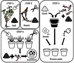 Figure 3: Do-it yourself mycorrhizal inoculum.