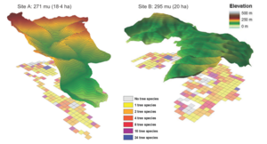 Arrangement of plots at both sites of BEF-China at Xingangshan (Jiangxi Province)