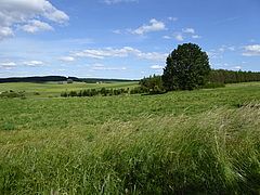 Die Daten, die in der Studie analysiert wurden, stammen aus dem Projekt "Biodiversitäts-Exploratorien". Das Bild zeigt eine der Versuchsflächen in Brandenburg (Schorfheide-Chorin; Foto: Beatrix Schnabel).