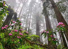 Coast redwoods (Sequoia sempervirens) can be up to 115 meters high, and reach up to seven meters in diameter. These evergreen conifers are the highest trees on earth. Photo: Save The Redwoods League