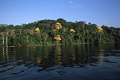 Die Daten für die Studie wurden auf der Forschungsinsel Barro Colorado Island in Panama gesammelt (Bild: Christian Ziegler).