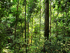 Naturnaher Regenwald (Foto: Andrew Barnes).