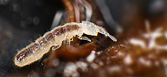 Das White Paper thematisiert auch das Monitoring der Biodiversität im Boden. Im Bild ist ein im Boden lebender Springschwanz zu sehen. (Foto: Andy Murray)