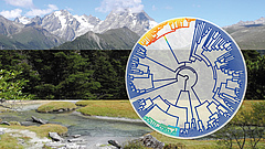 Sowohl Evolutionsbiologen als auch Ökologen beschäftigen sich mit der Vielfalt des Lebens (Grafik: Adrien Favre).