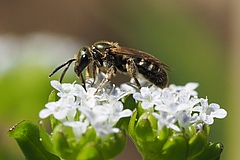 Eine Schmalbiene (Lasioglossum sp.) auf der Blüte des Gewöhnlichen Feldsalat (Valerianella locusta). Mehr als 20.000 Bienen-Arten sind weltweit bekannt. Sie bestäuben mehr als 90 Prozent der 107 wichtigsten Nutzpflanzen. Foto: Felix Fornoff, Universität Freiburg