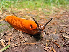 Neben den Effekten der Insekten auf Pflanzen wurde auch jener der Roten Wegschnecke (Arion rufus) im Experiment getestet (Guillaume Brocker / Wikipedia).