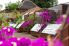 Die Ausstellungsboxen im Botanischen Garten der Martin-Luther-Universität Halle-Wittenberg (Foto: Stefan Bernhardt, iDiv)