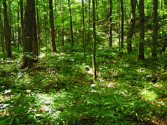 Reiche Bodenvegetation in regenwurmfreiem Wald (Foto: Paul Ojanen).