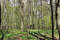 Auch aus dem Nationalpark Hainich flossen Daten in die Studie der Global Forest Biodiversity Initiative (GFBI) ein. Foto: Tilo Arnhold, iDiv