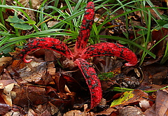 Der auffällige Tintenfischpilz wurde in den letzten Jahrzehnten aus Neuseeland in zahlreiche Regionen verschleppt (Foto: H. Krisp, Wikimedia Commons)