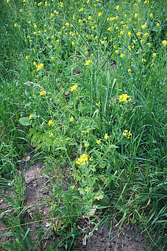 Rübsen-Pflanze (Brassica rapa) am Straßenrand in den Niederlanden. Der Rübsen ist eine wilde Kohl-Art und mit dem Raps verwandt (Foto: Nicole van Dam).