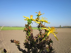 St. John's wort is successful overseas (Foto: Pixabay)