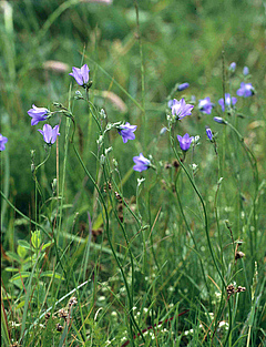 Das Aussterben oder der Rückgang von Pflanzenarten wie der Rundblättrigen Glockenblume kann das Aussterben einer Reihe von Tierarten nach sich ziehen. Foto: Helge Bruelheide