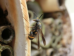 Wespen werden von Parasiten befallen.