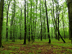 Buchenwald, Nationalpark Hainich-Dün, Deutschland (Foto: Anett Richter, UFZ/iDiv)