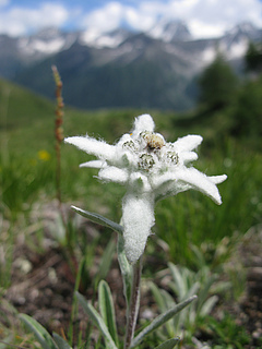 Leontopodium alpinum ist eine Indikatorart der kalkreichen alpinen Graslandschaften. Ihre Samen sind bei ungefähr 6 % aller Saatgutproduzenten in Europa erhältlich (Foto: Emma Ladouceur).