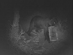 Ein Bär beim Ausrauben eines Bienenstocks, fotografiert von einer automatischen Kamera im Kantabrischen Gebirge, NW Spanien (Foto: Antonio Ramos, Guardería del Principado de Asturias).