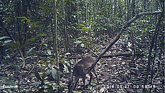 Standbild eines Maxwell-Duckers aus einem Video, das 2014 von einer Kamerafalle im Taï Nationalpark an der Elfenbeinküste aufgenommen wurde (Bild: MPI-EVA).