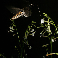 Ein Tabakschwärmer (Manduca sexta) saugt in der Nacht mit seinem Saugrüssel Nektar aus der Blüte des Kojotentabaks Nicotiana attenuata. Auf dem Saugrüssel befinden sich Sinneszellen, die auf den Blütenlockstoff (E)-α-Bergamoten ansprechen. (Foto: Danny Kessler, MPI chem. Ökol.)
