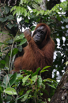 Die Sumatra Orang-Utans sind durch den Verlust ihres Lebensraums bedroht. © Perry van Duijnhoven