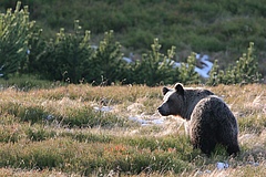 Braunbär im Tatra-Gebirge, Polnische Karpaten (Foto: Adam Wajrak).