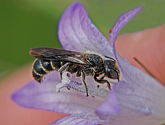 Besonders gefährdet durch diesen Domino-Effekt sind Tierarten, wie die Glockenblumen-Scherenbiene, die nur mit wenigen Pflanzenarten interagieren. Foto: Andreas Haselböck, www.naturspaziergang.de