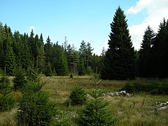 Das Schlöppnerbrunnen Moor ist die Heimat des seltenen Bakteriums Desulfosporosinus. Es ist sehr aktiv und spielt eine erhebliche Rolle für biogeochemische Prozesse, etwa die Reduktion von Sulfat, und beeinflusst somit indirekt die Produktion von Methan (Foto: Dept of Microbiology and Ecosystem Science/University of Vienna).