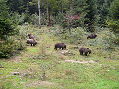 Der Braunbär (Ursus arctos) gehört zu jenen Raubtierarten, die weltweit am stärksten von Straßen betroffen sind (Foto: Hans / Pixabay.com).