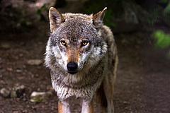 Eine andere Art in Deutschland, der Wolf (Canis lupus) gehört zu den obersten 25% an Raubtierarten, die weltweit am stärksten durch Straßen betroffen sind (Foto: raincarnation40 / Pixabay.com).